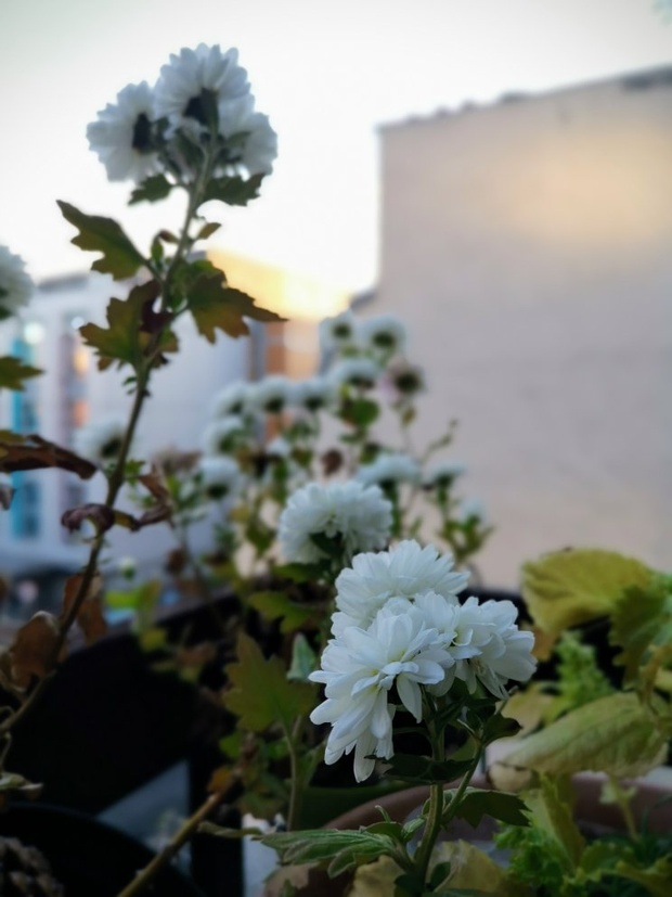 Des fleurs de chrysanthèmes blanches avec un ciel au crépuscule en
arrière-plan.