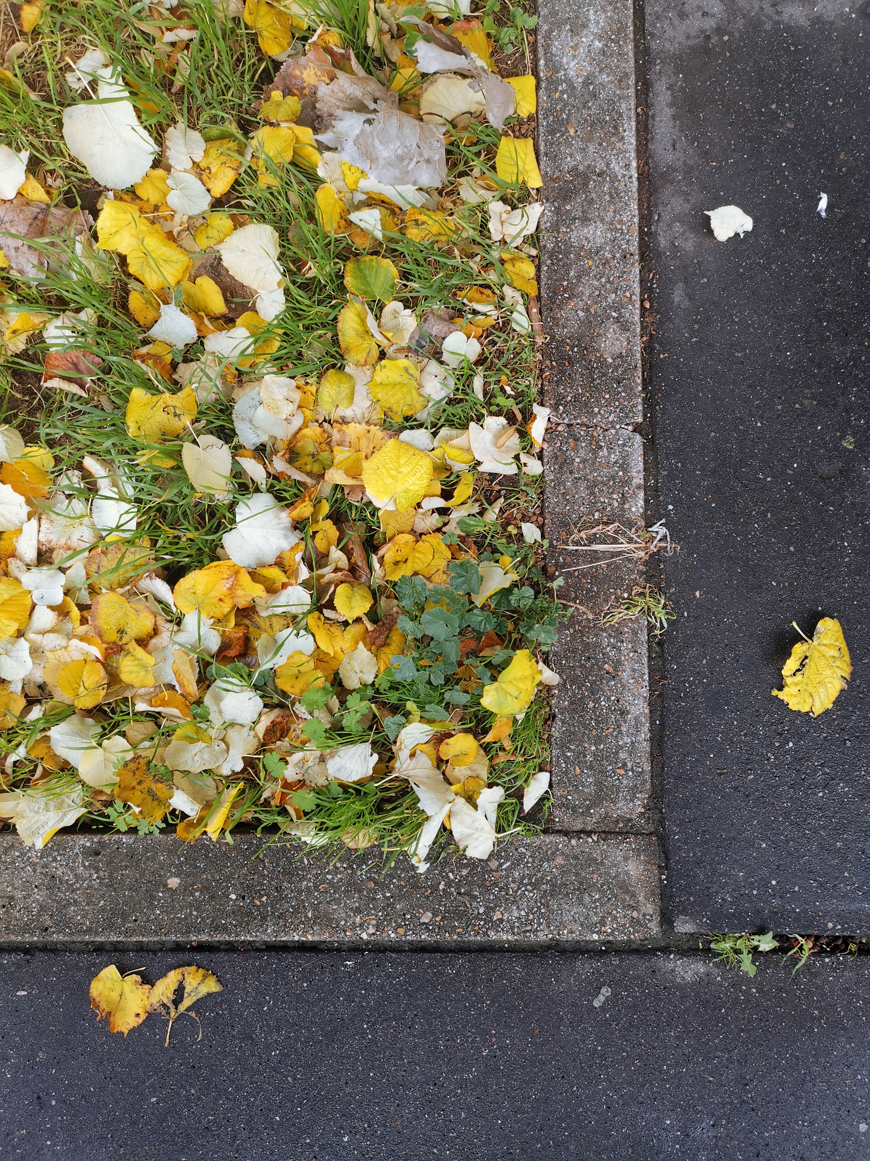 Parterre d'herbe recouvert de feuilles jaunes de peuplier sur le trottoir, vu du dessus