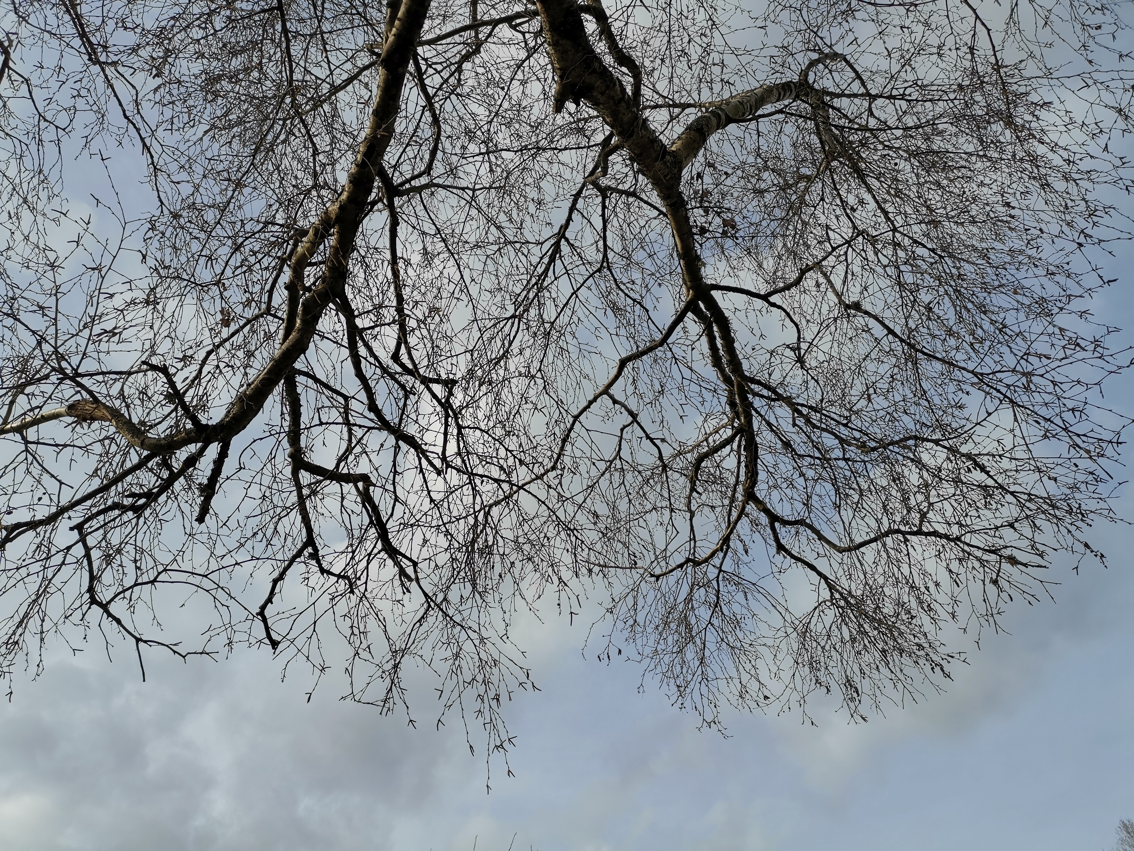 Photo des branches d'un arbre nu prise de dessous