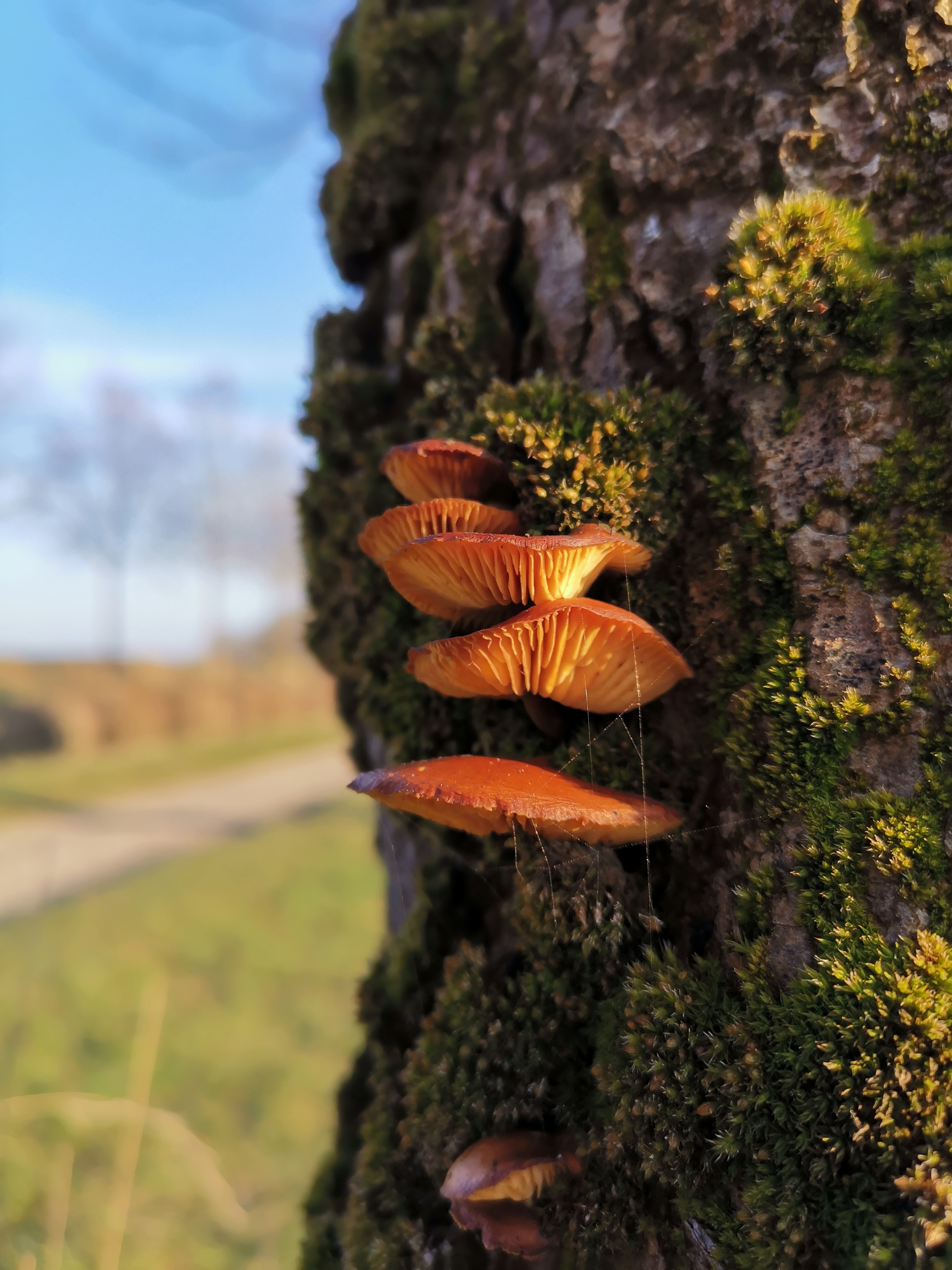 Quelques champignons sur le tronc d'un arbre