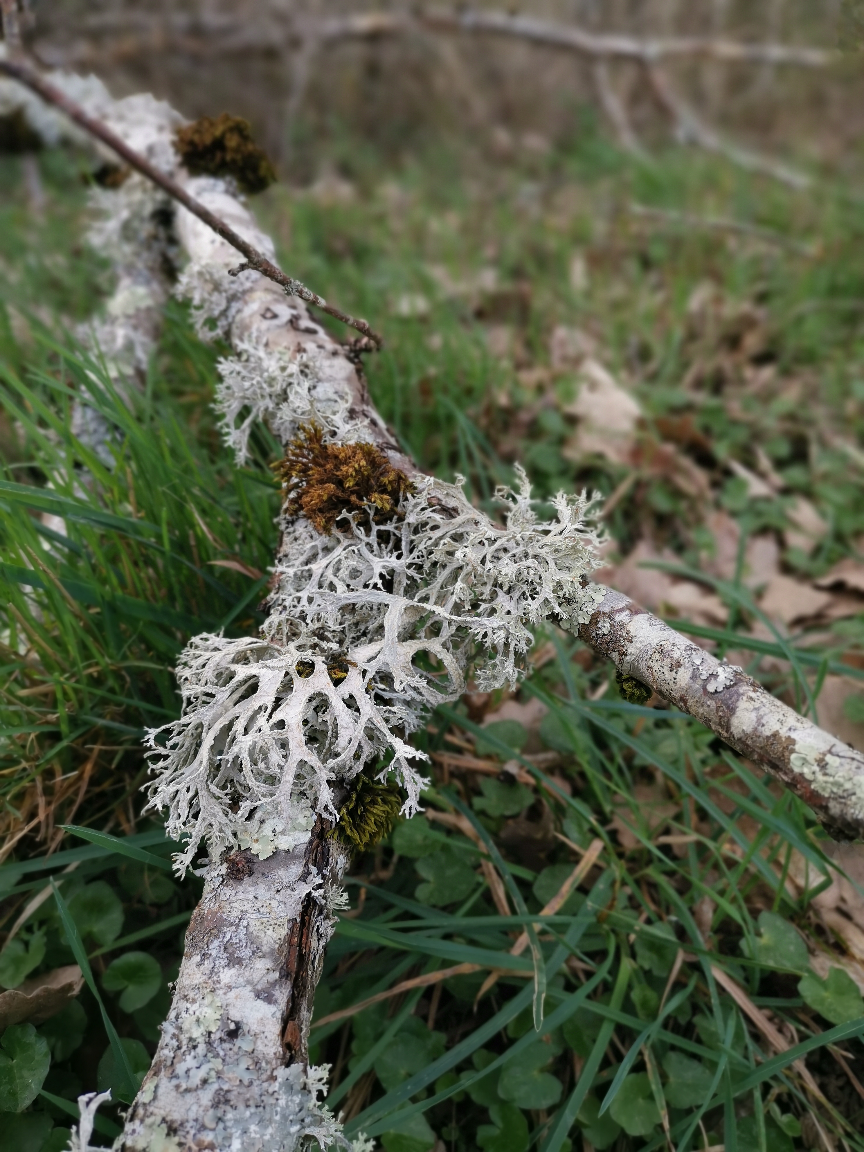 Une branche d'arbre couverte de lichens