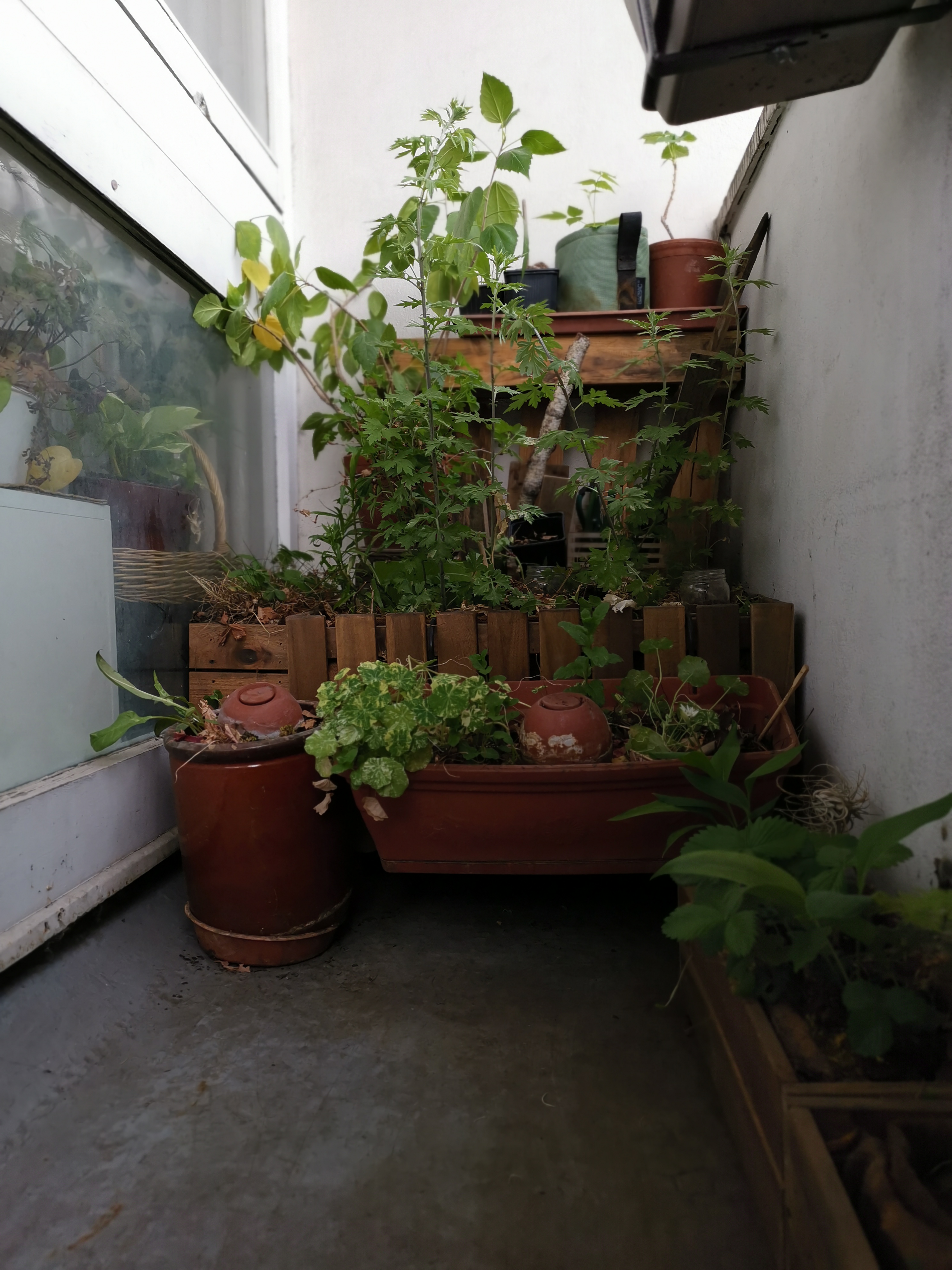 Plusieurs plantes sur un balcon