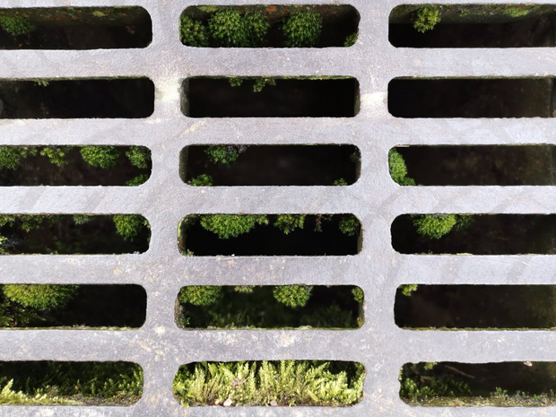 Vue du dessus d'une grille d'égout dans laquelle on aperçoit plein de petites
boules de mousses vertes.
